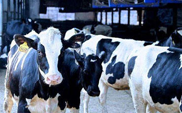 深秋初冬買牛，這四點尤為重要！