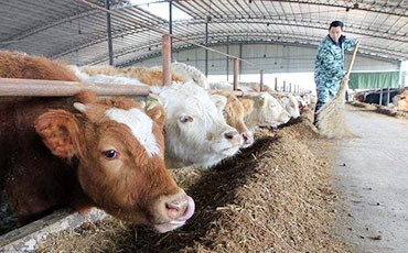 阿有珍的彝族合作社，新東牛奶制冷罐