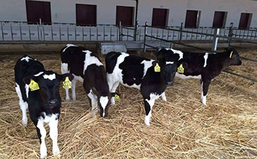 敕勒川上“轉型記”：新東牛奶制冷罐為草原鮮奶注入科技恒溫