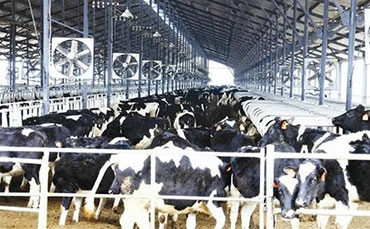 跨越山海的信任：伊比利亞乳業訂購新東機械牛奶制冷罐