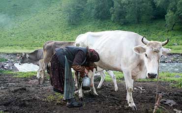 夏季后備牛寄生蟲驅(qū)蟲管理注意事項