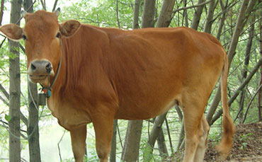 豆粕喂牛要注意這些！萬萬沒想到吧！