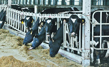 重視奶牛的幾個信號，實時調(diào)整日糧配方