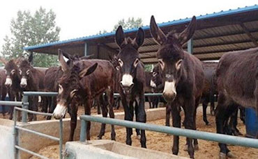 熱烈祝賀！我公司雞湯冷藏罐成功打入美國市場！