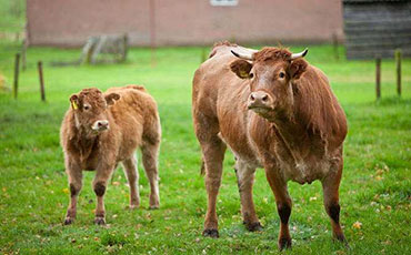 鴨血制冷罐是一種用于冷藏和保存鴨血的設(shè)備