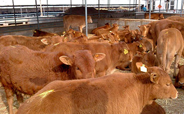 新東機械豬血冷藏罐，河北任丘豬血加工廠的“保鮮密碼”