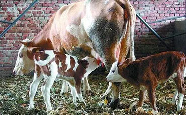 卓瑪拉措的高原牧場，新東牛奶制冷罐